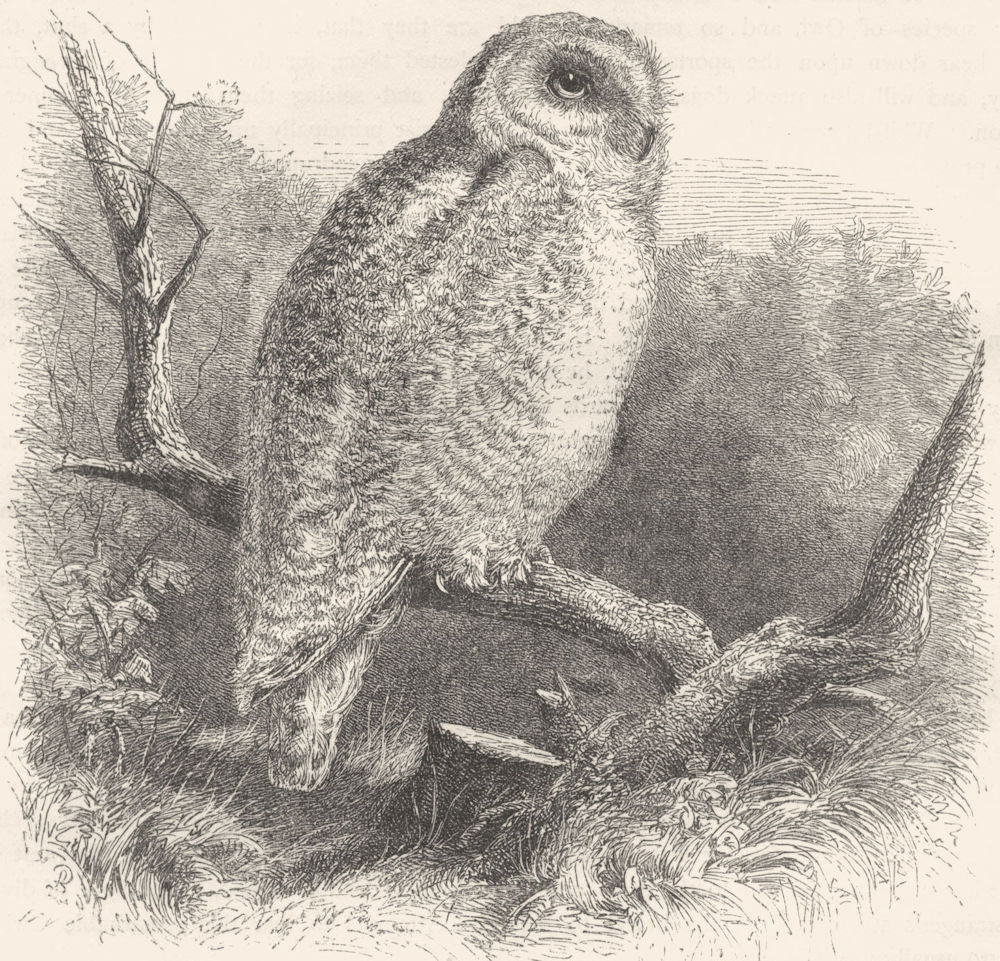 BIRDS. Owl. Day. Snow c1870 old antique vintage print picture